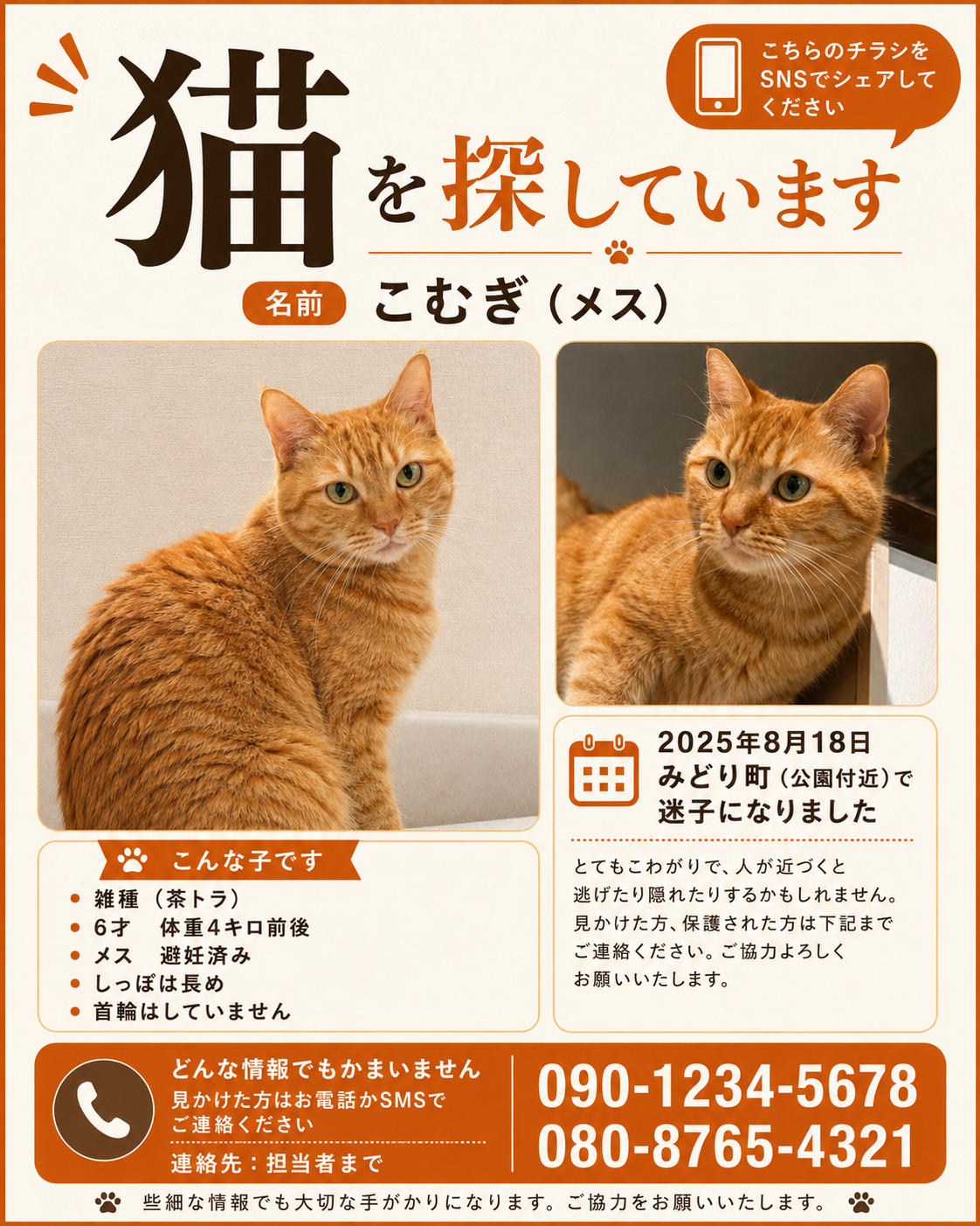 情報整理型チラシ